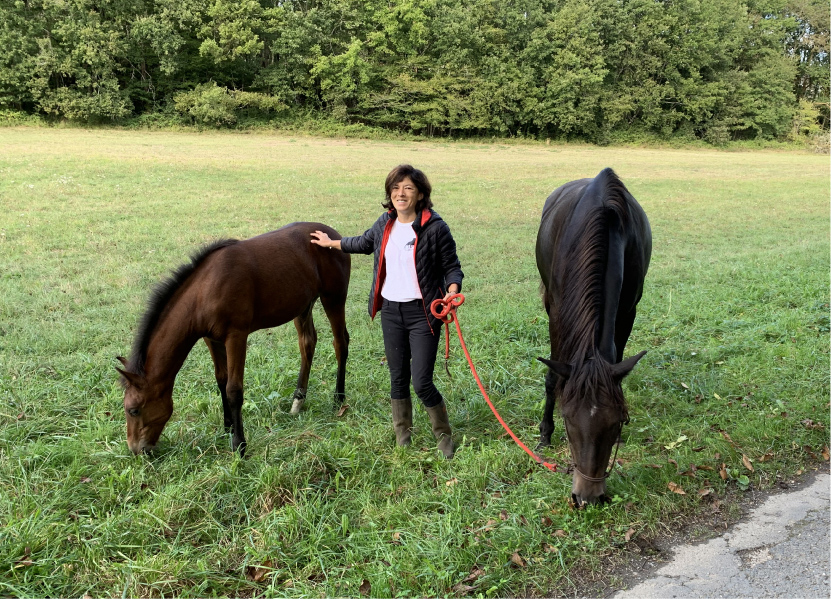 mes chevaux